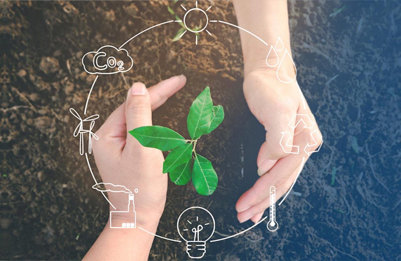Hands holding a seedling: sustainability